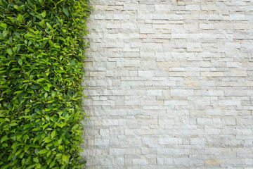 Old white brick wall background with green leaf.