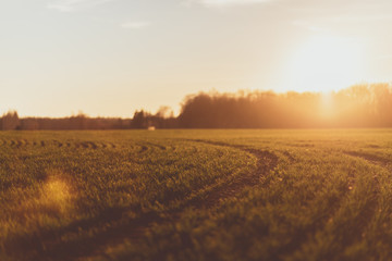 Fototapeta premium Field on sunset