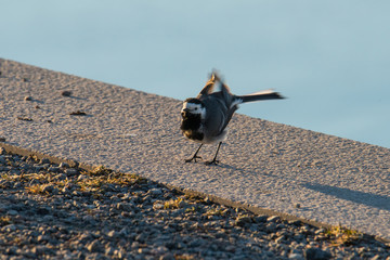 Wagtail at a pier wagging its tail