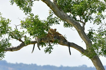 female of leopard with cub restiln on tree,Kruger,South Africa