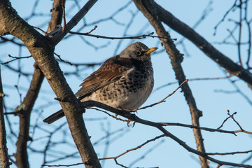 Fieldfare on a branch in a tree