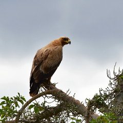 Wahlbergs eagle,Kruger national park,South Africa