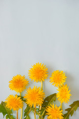 Dandelion on light blue background　水色背景上のタンポポ