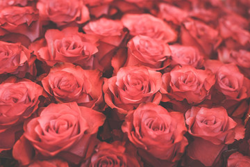 Texture of red roses. The photo is processed in vintage style, toning and light blur.