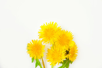 Dandelion on white background.  白色背景上のタンポポ
