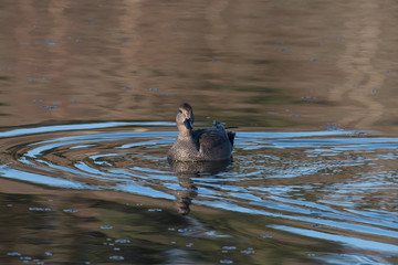 Female Common pochard ins apond in Stockholm