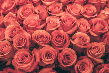 Texture of red roses. The photo is processed in vintage style, toning and light blur.