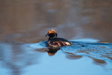 Horned grebe in a pond in Stockholm