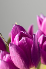 Purple tulips bouquet close up on a grey background