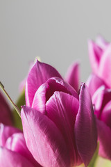 Purple tulips bouquet close up on a grey background