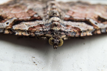 Close up photo of moth on a white background