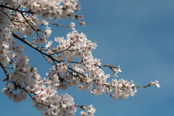 20190420 満月の桜2