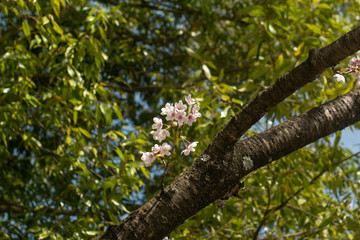 20190420 春から夏へ