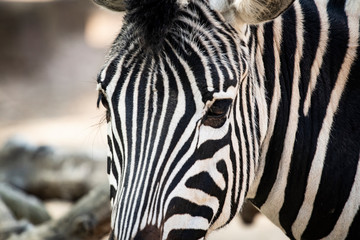 Fototapeta na wymiar Zebra wildlife animal head portrait close up on a blurry background