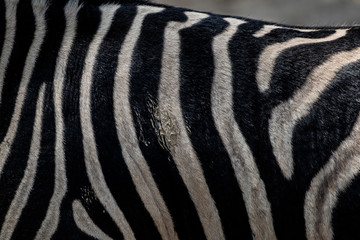 Fototapeta na wymiar Striped zebra wild animal skin hairy texture with staind