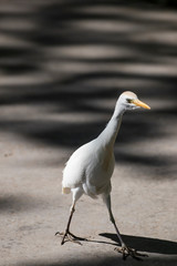 White bird portrait walking on a urban tarmac ground