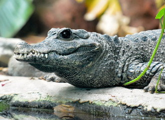 Alligator in front of the water