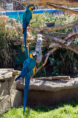 Fototapeta premium Blue and Gold Macaw enjoying a meal.