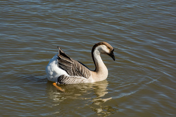 Fototapeta premium A single Swan Goose swimming around on a lake.