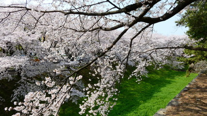 Sakura