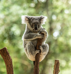 Obraz premium Close up of Koala Bear or Phascolarctos cinereus, sitting high up