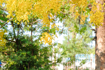 Yellow blooming cassia fistula in summer of Thailand with blue sky background.Yellow cassia fistula's National tree of Thailand 