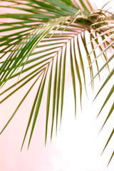 tropical green palm leaves pattern blur effect. Plant abstract background. flat lay, top view.copy space