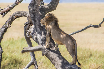 lion stend on a tree