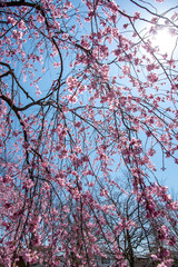 しだれ桜と青空