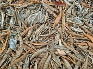 Fototapeta premium Many dry leaves Drop on the ground