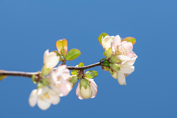 Blossoming apple tree on a warm spring day