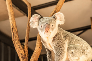 Close up of Koala Bear or Phascolarctos cinereus, high up in tree