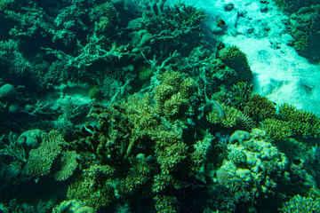 Fototapeta na wymiar Marine Life in the Red Sea. red sea coral reef with hard corals, fishes and sunny sky shining through clean water - underwater photo. toned.