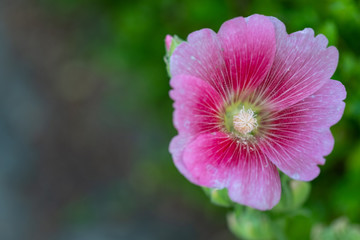 Colorful blooming Hollyhock flowers, Holly hock or Alcea rosea with blurred leaf background.Hollyhock in garden