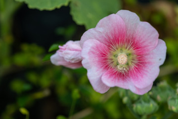 Colorful blooming Hollyhock flowers, Holly hock or Alcea rosea with blurred leaf background.Hollyhock in garden
