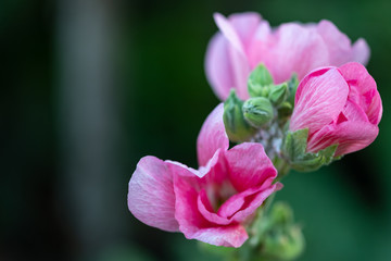 Colorful blooming Hollyhock flowers, Holly hock or Alcea rosea with blurred leaf background.Hollyhock in garden