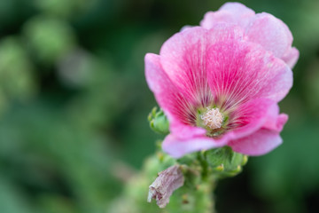 Colorful blooming Hollyhock flowers, Holly hock or Alcea rosea with blurred leaf background.Hollyhock in garden