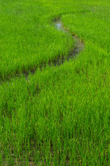 Paddy field with curve of water at evening