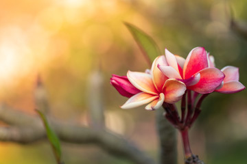 Fototapeta premium Closeup frangipani, Plumeria, Temple Tree, Graveyard Tree. Colorful blooming flower with light filter and green leaves background bokeh.