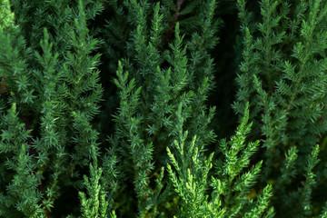 Green leaves background.