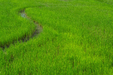 Paddy field with curve of water at evening