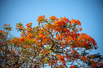 Red, orange blooming flowers names 