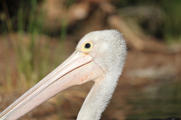 pelican eye