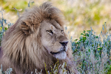 portrait of a lion