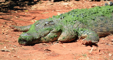 kimberley croc