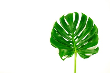 Naklejka na ściany i meble monstera leaf green tropical plant isolated on white background top view close up. Copy space