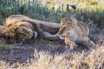 lion and lioness