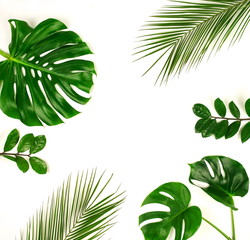tropical green palm, monstera leaves, branches pattern frame on a white background. top view.copy space.abstract.