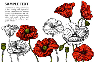 Hand drawn red poppies. Vector illustration with space for text for banners, posters, greeting cards and other items.