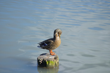 Fototapeta premium duck in water